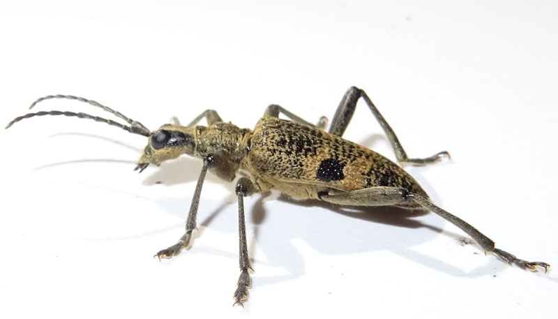 Cerambycidae: Rhagium mordax